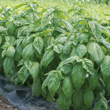 genovese basil