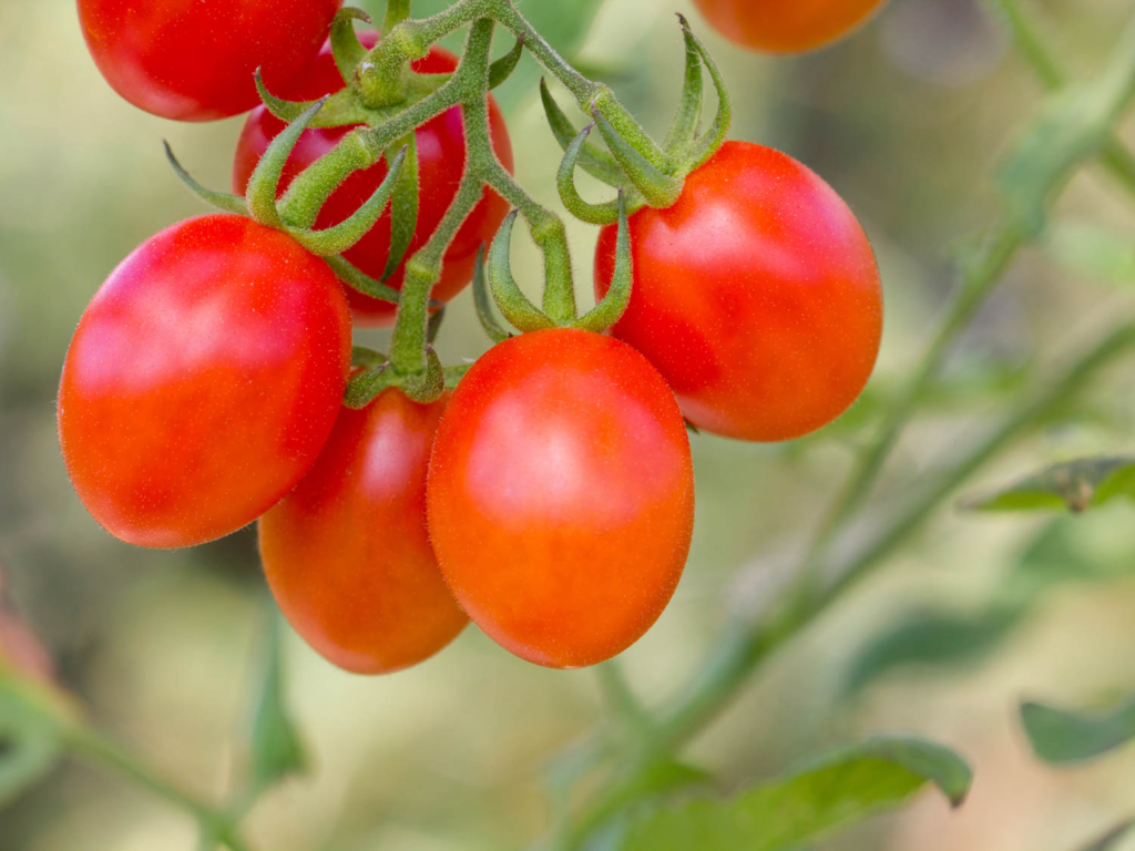 grape tomatoes