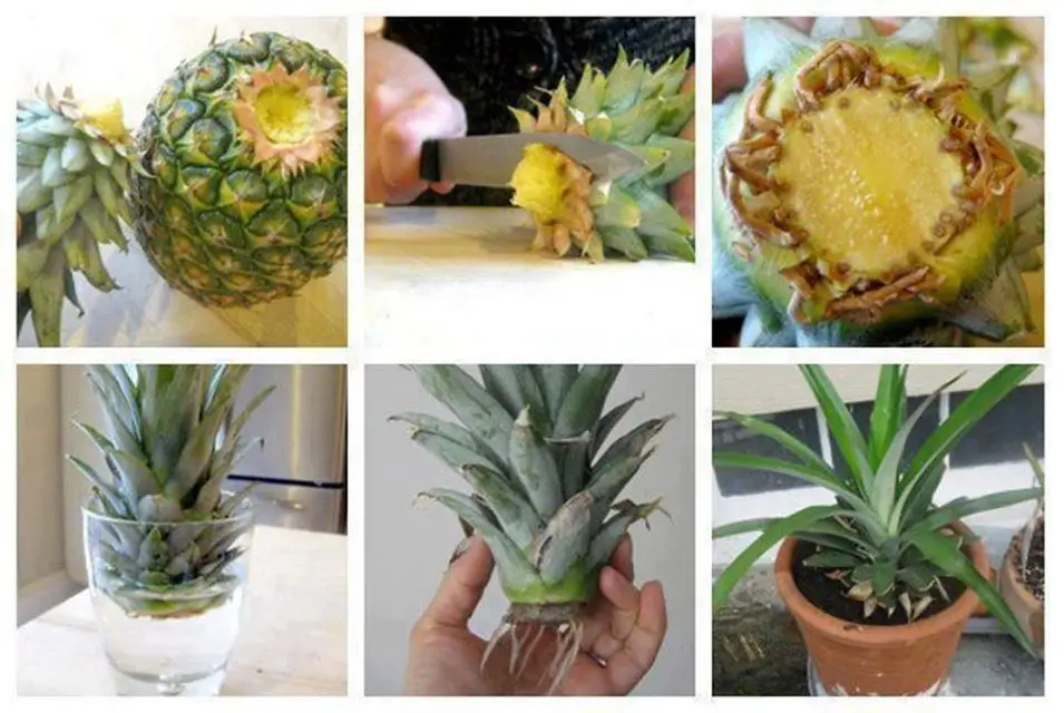 growing pineapple crown