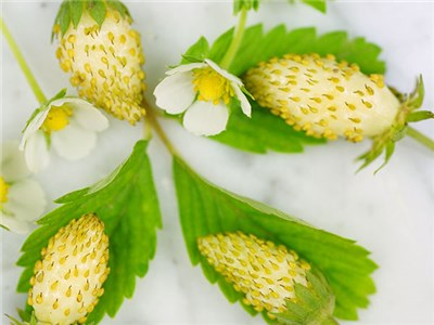 hairloom pineaple alpine strawberries