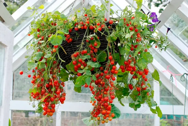 How to Grow Hanging Tomato Plants - Plant Instructions