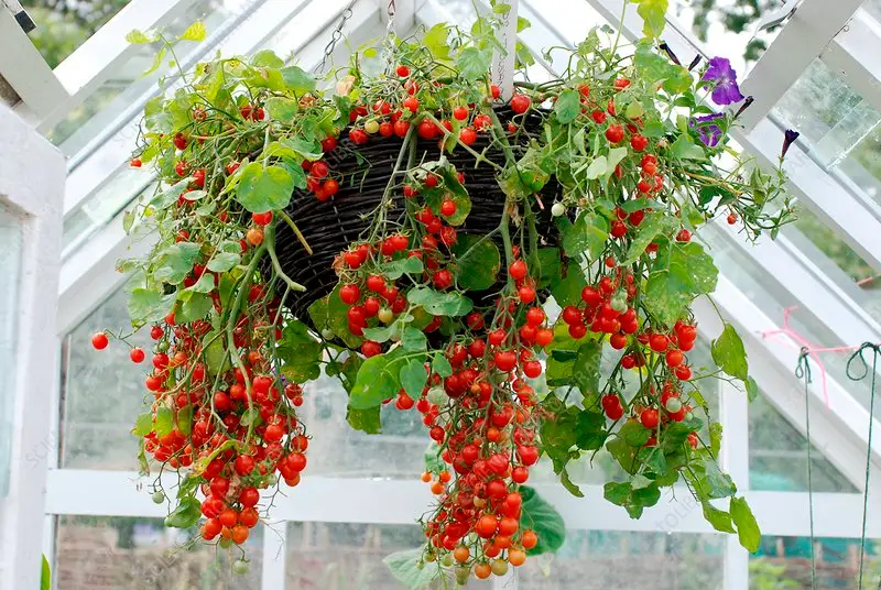hanging tomato basket