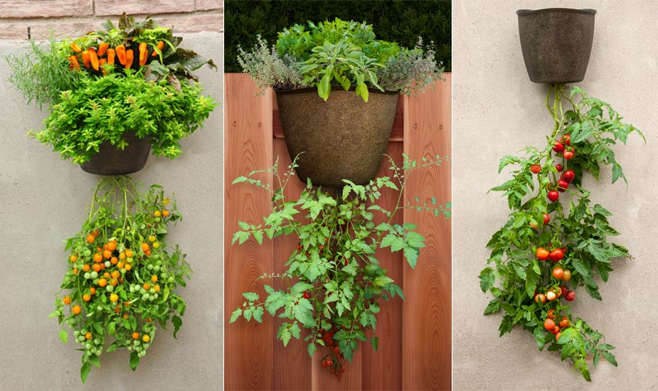 hanging tomato planters