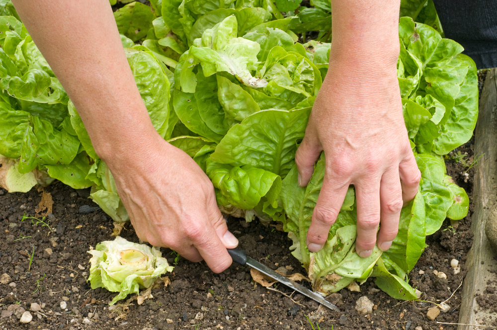 harvesting and storing vegetables