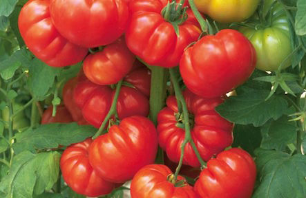 heirloom tomato plant