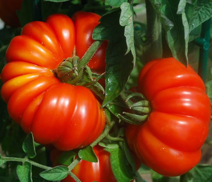 italian heirloom tomatoes