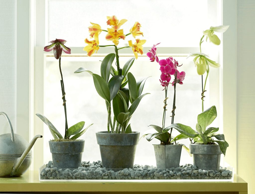 orchids pet friendly houseplants