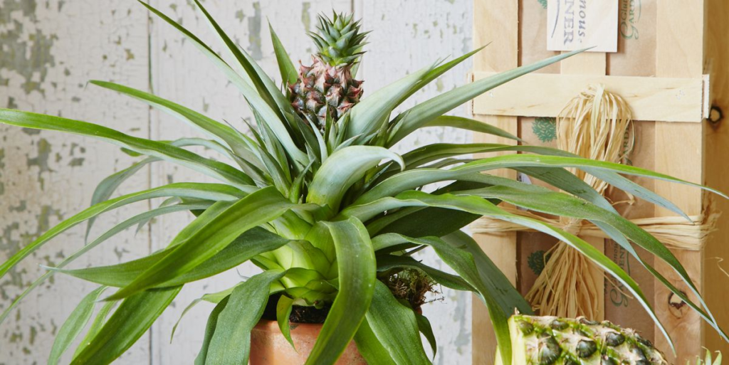 pineapple plant