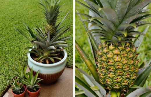 Gewoon Stressvol Kwade trouw How to Grow A Pineapple In Your Home or Garden - Plant Instructions