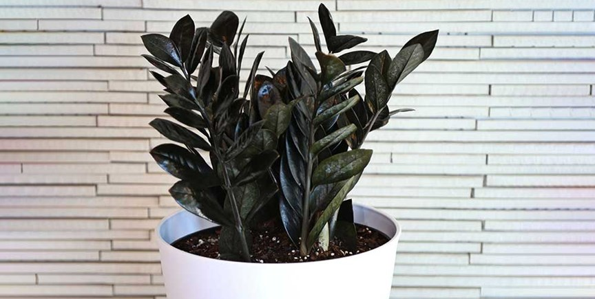 raven zz plant