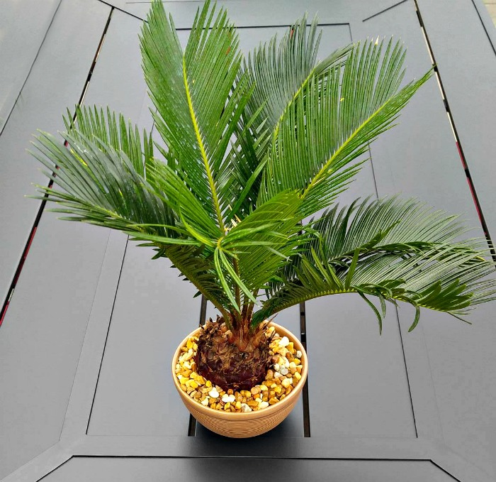 sago palm