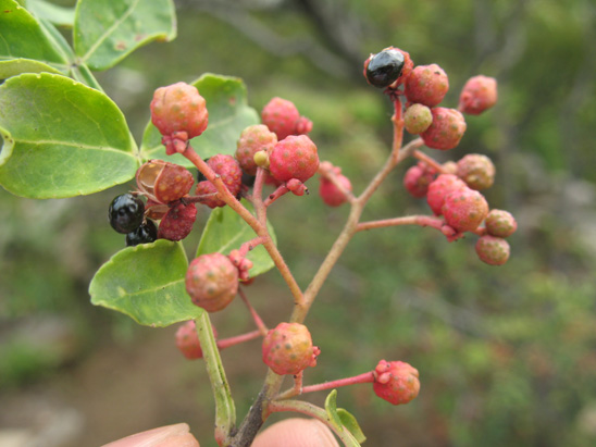 szechuan pepper plant