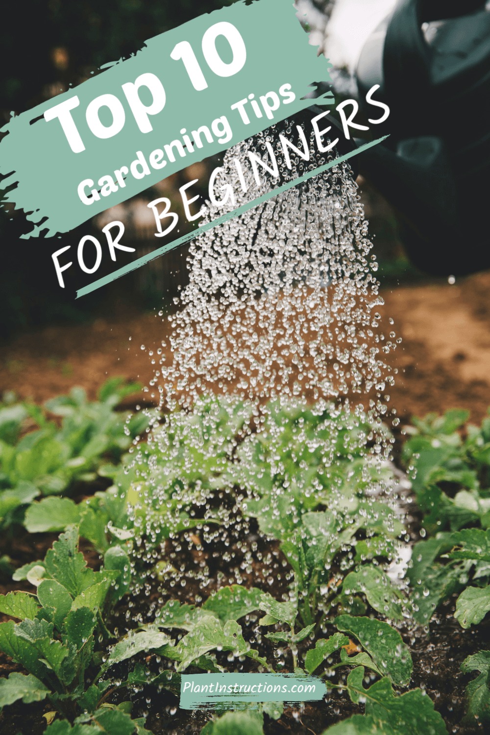 Top 10 Gardening Tips For Beginners - Plant Instructions