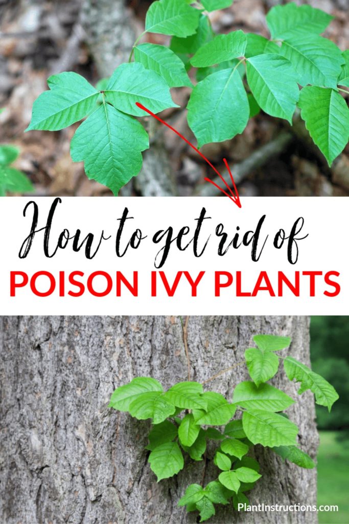 How to Get Rid of Poison Ivy Plants