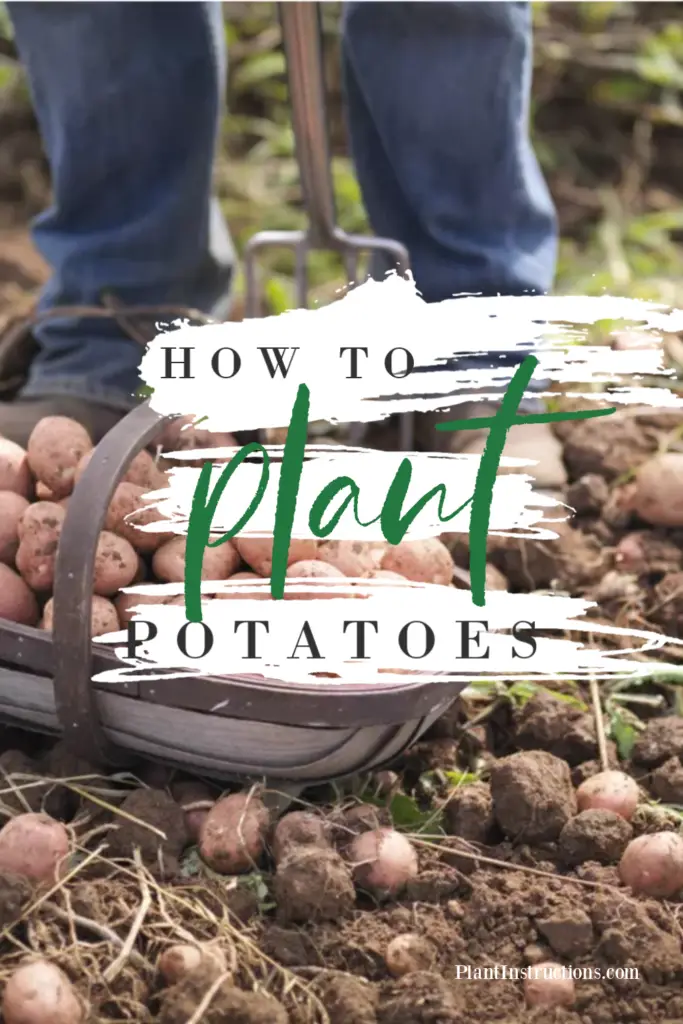 How to Plant Potatoes