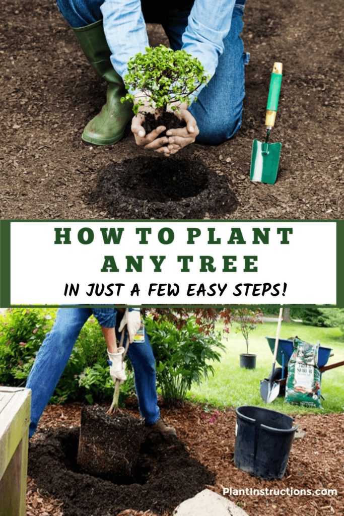 How to Plant a Tree