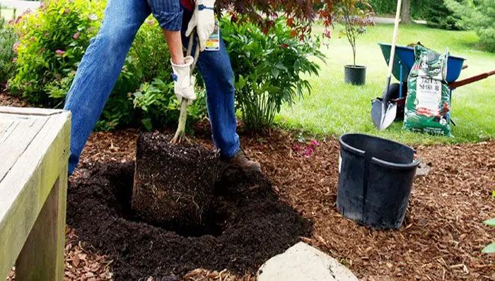 digging a hole for tree