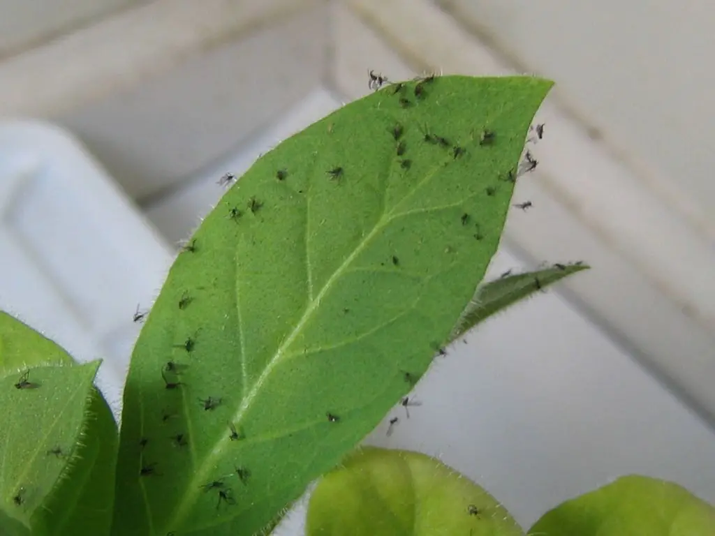 gnats on plants