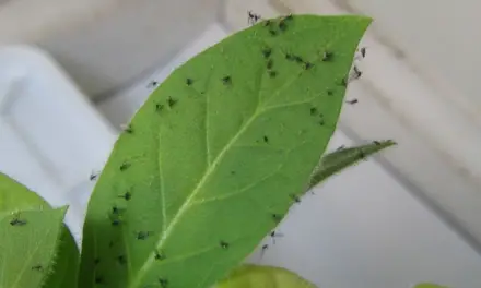 The Tiny but Mighty Pest: Understanding Gnats and How to Control Them