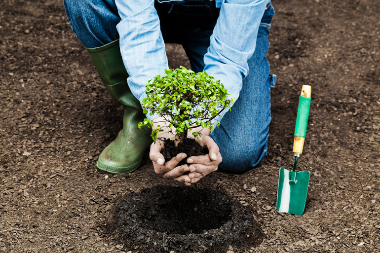 planting a tree