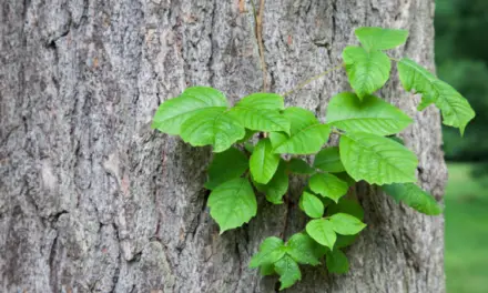 How to Get Rid of Poison Ivy Plants
