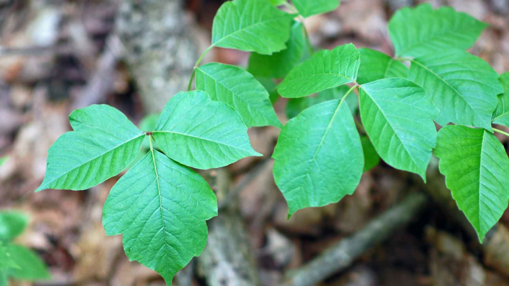 poison ivy plant