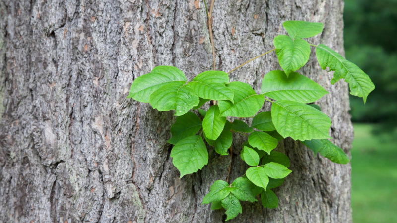 poison ivy