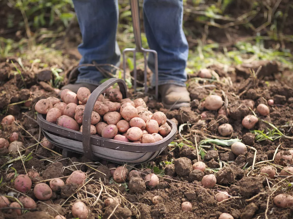 How To Plant Potatoes Plant Instructions   Potatoe 