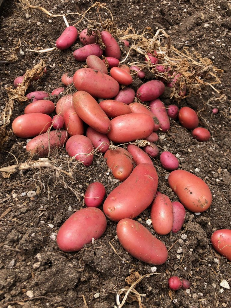 red potatoes