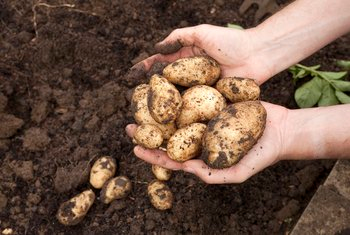 russet potatoes