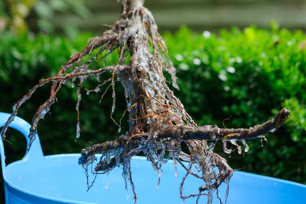 soaking tree roots in water