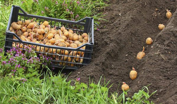 white potatoes