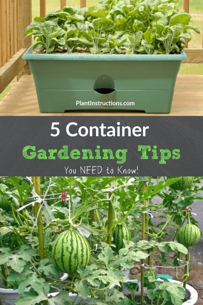 Container Gardening Tips