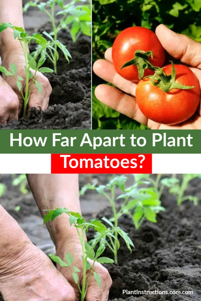 How Far Apart to Plant Tomatoes