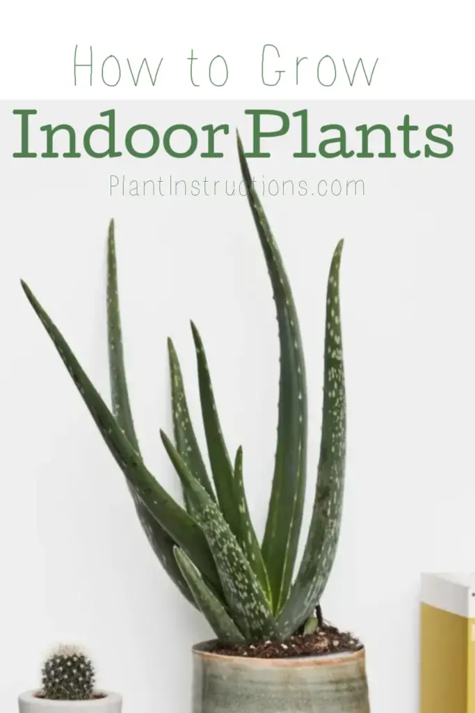 How to Grow Indoor Plants