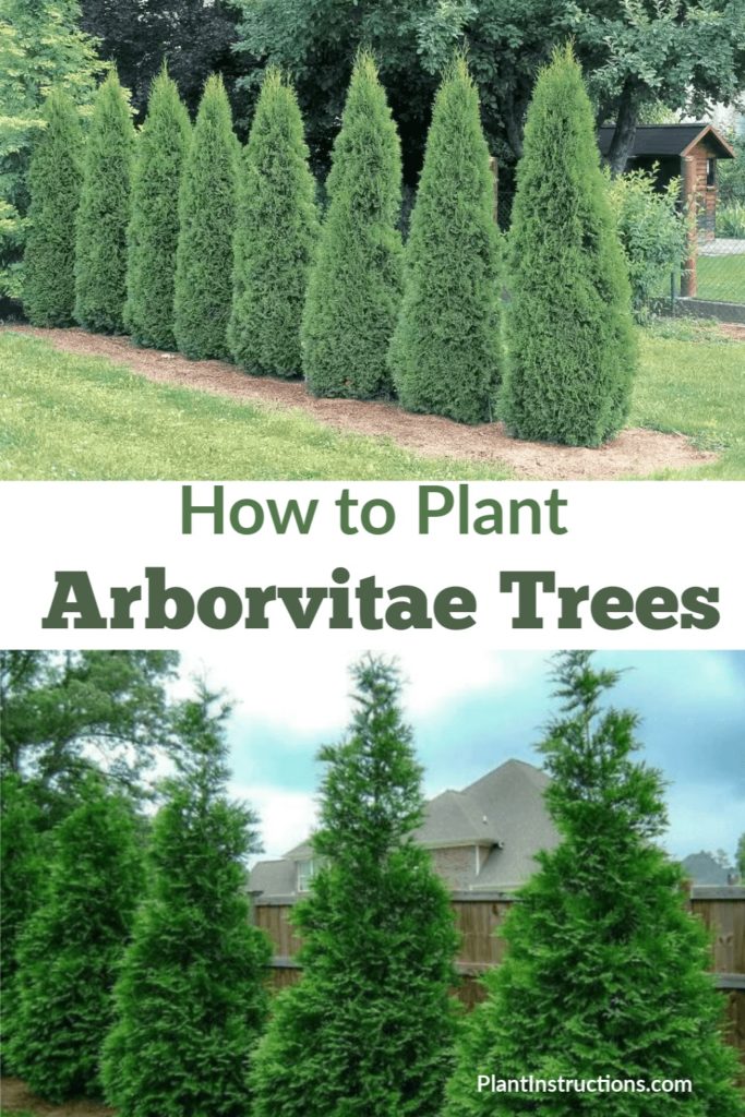 How to Plant Arborvitae