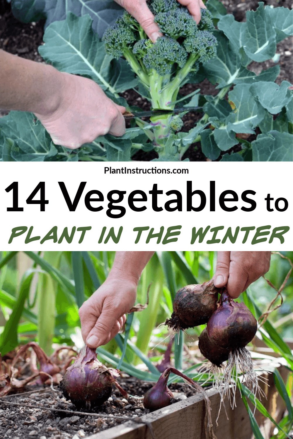 Winter root vegetables like carrots and beets growing in a cold weather garden