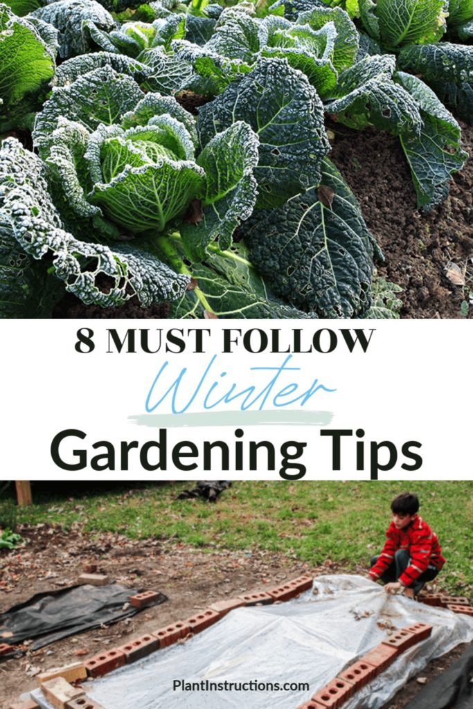 Winter Gardening Tips