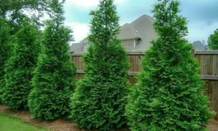 How to Plant Arborvitae Trees