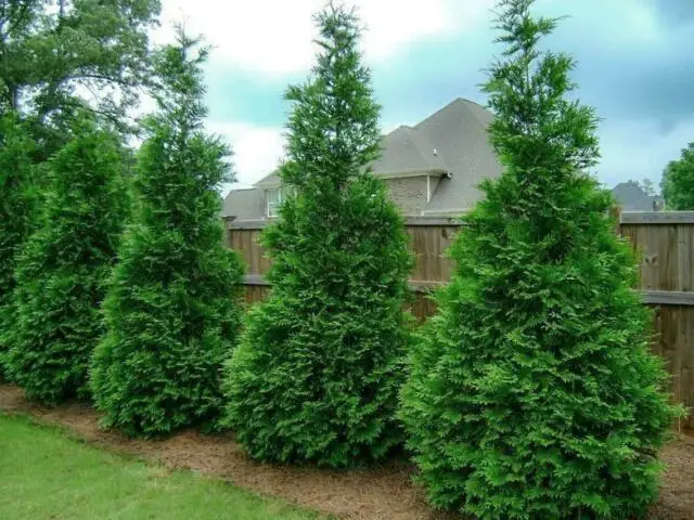 arborvitae tree shrubs