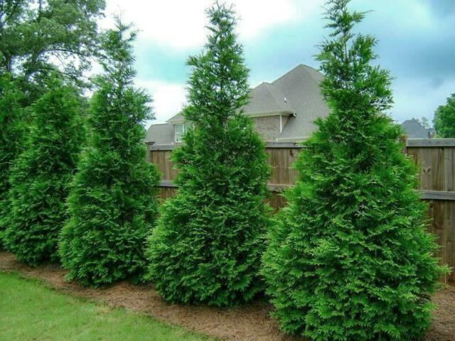 How to Plant Arborvitae Trees