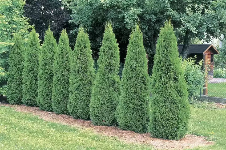arborvitae trees