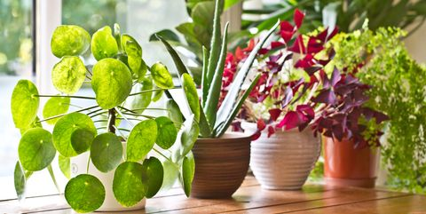 indoor plants