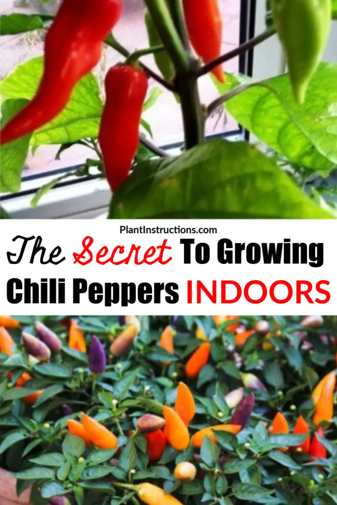 Grow Chili Peppers Indoors