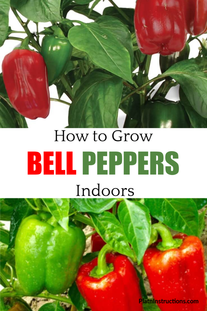 growing peppers indoors