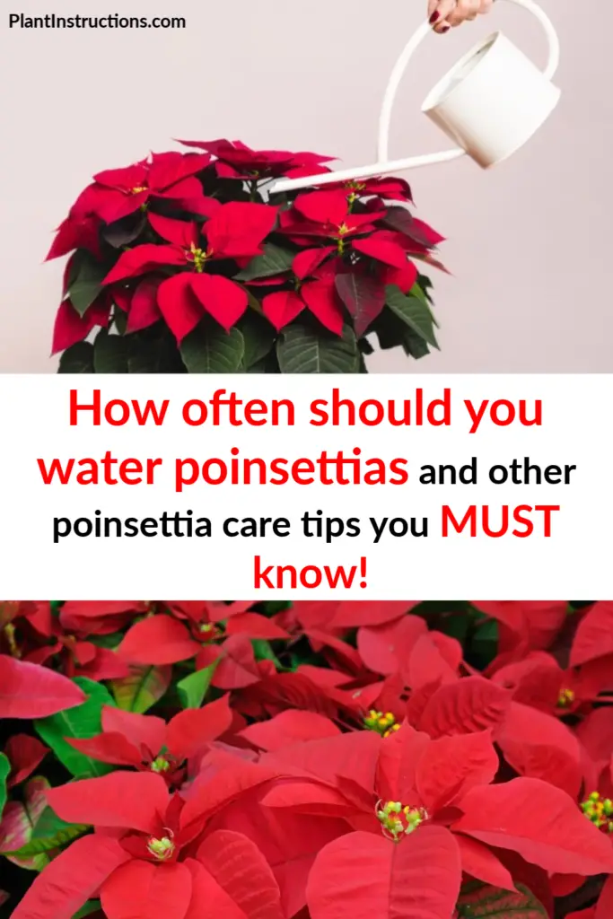 How Often Do You Water Poinsettias