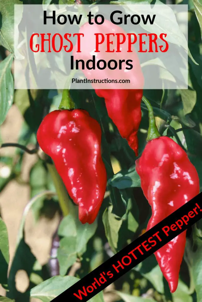 How to Grow Ghost Peppers Indoors