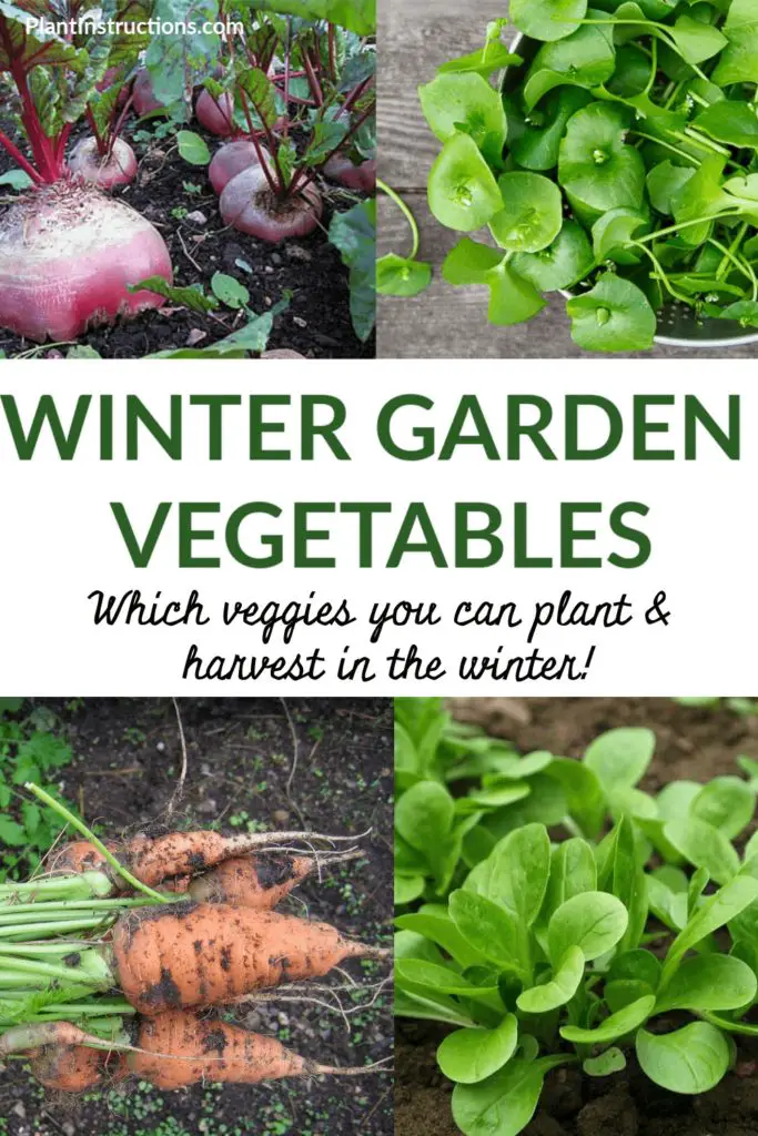 Winter Garden Vegetables