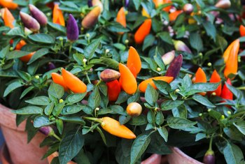 growing chili peppers indoors