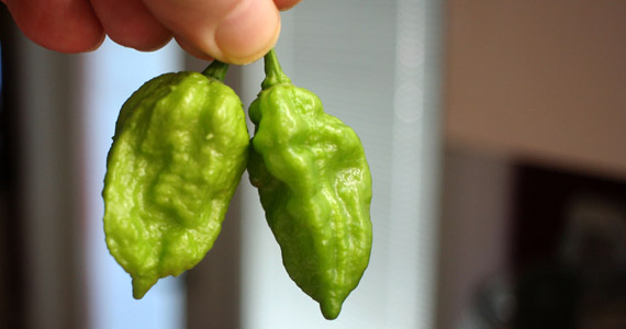 ghost peppers